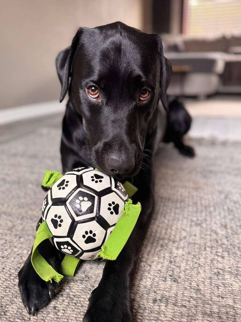Outdoor Dog Ball Toy with Rope – Perfect for Training & Play