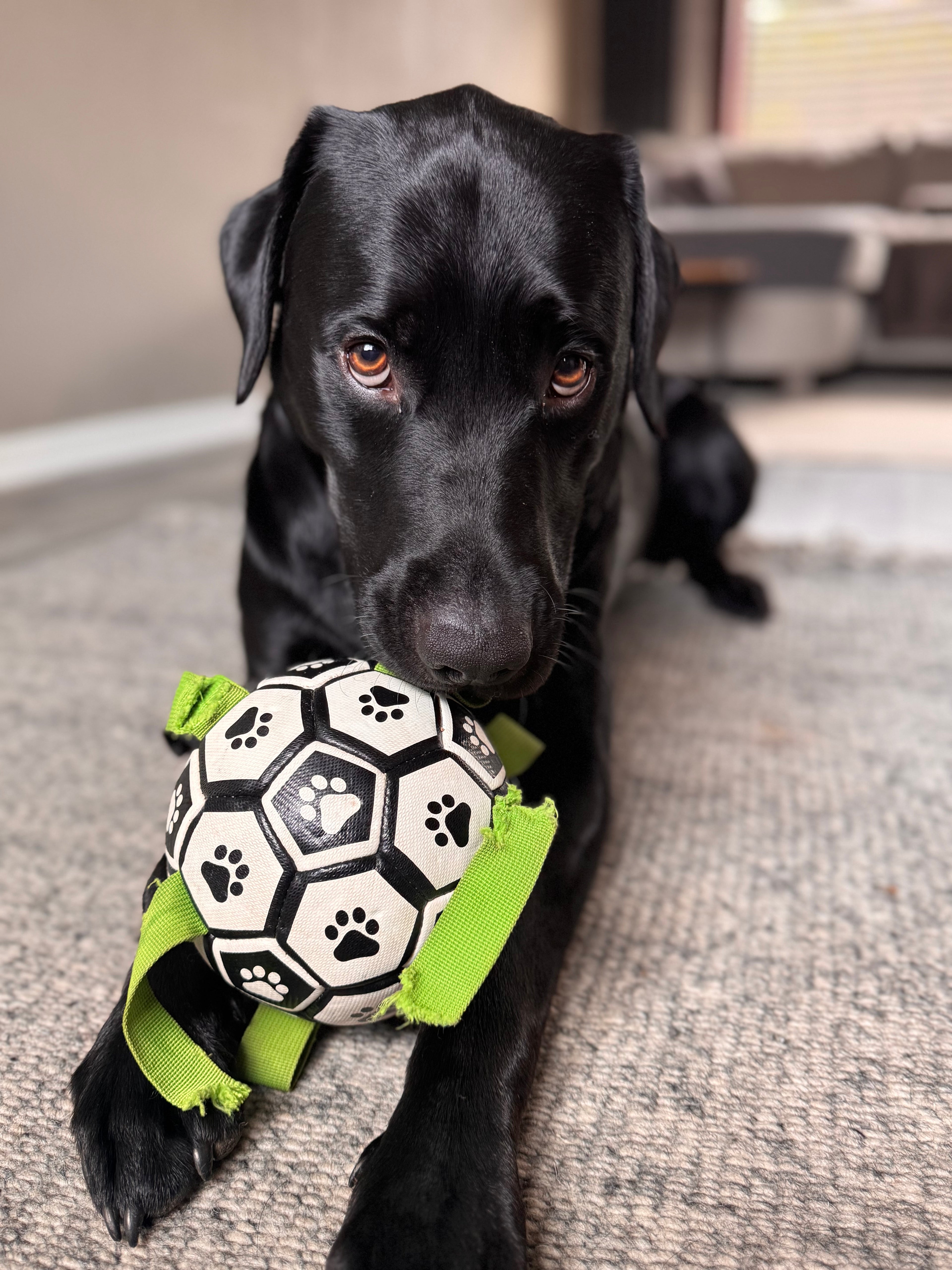 Outdoor Dog Ball Toy with Rope – Perfect for Training & Play